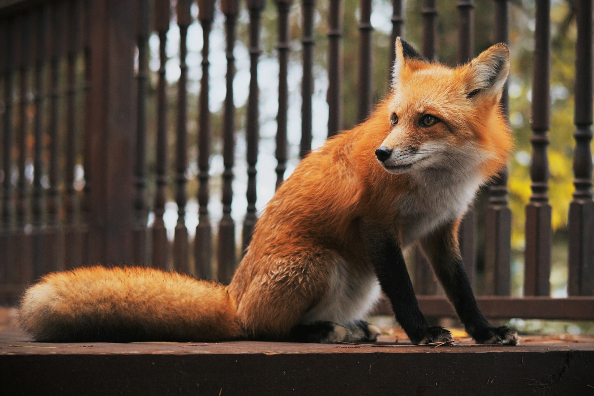 Another fox