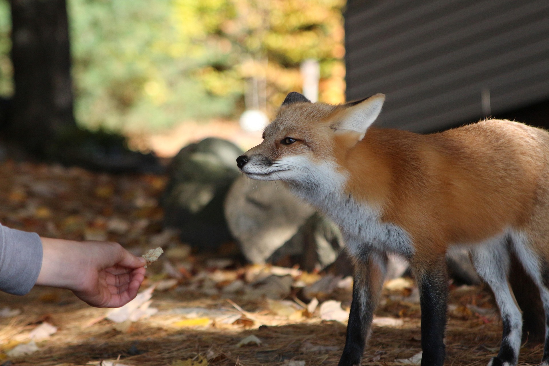 More fox