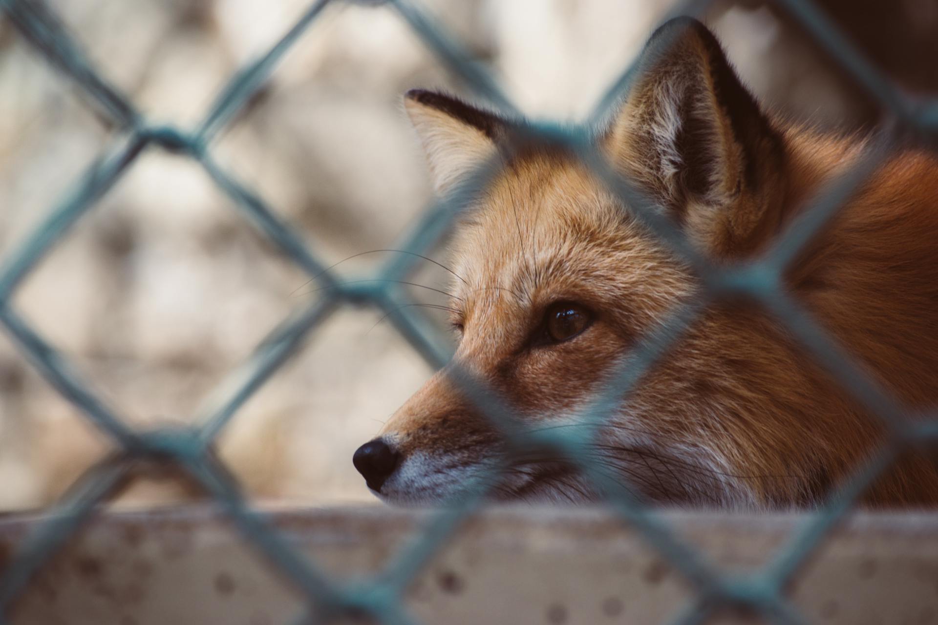 One more fox