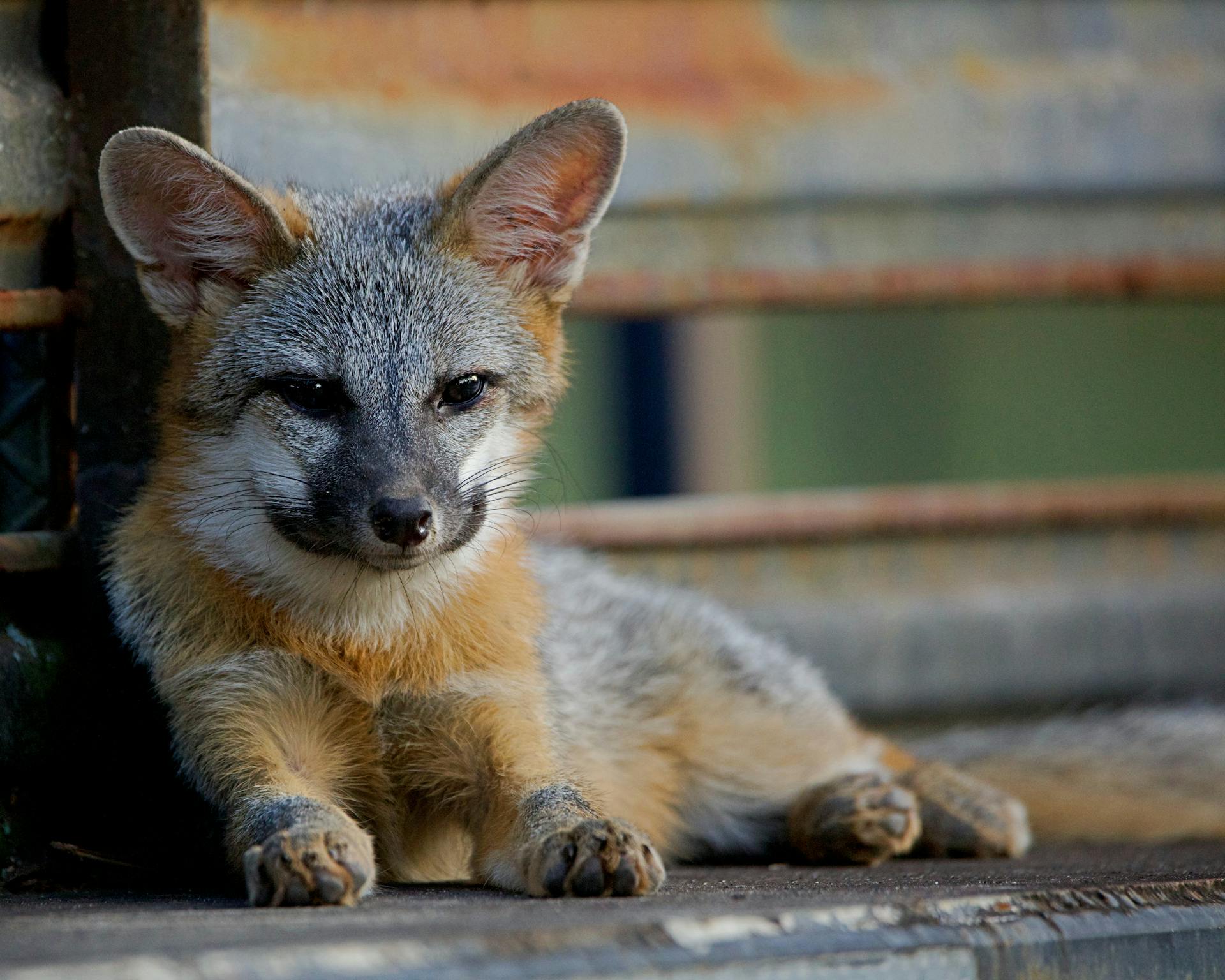 More fox